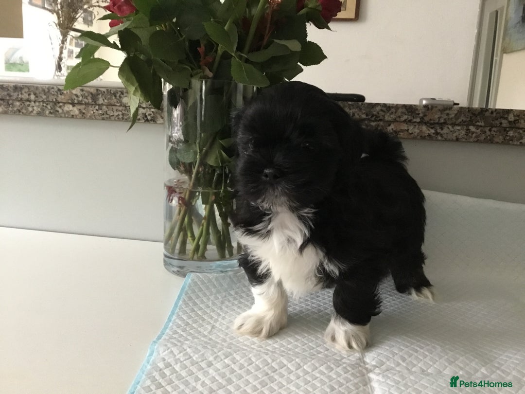 Lhasa Apso dogs for sale: Beautiful KC registered Lhasa Apso puppies.  - Image 4