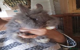 Lionhead rabbits for sale: 5 Beautiful Lion Head Babies - Advert 3