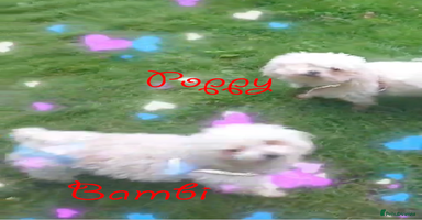 Poochon dogs - Advert 8