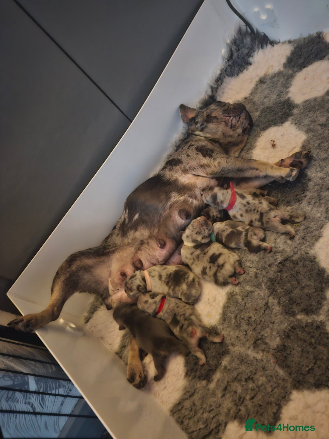 French Bulldog dogs for sale:  Beautiful french bulldog puppies for sale - Image 2