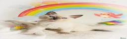 Ragdoll cats for sale: GCCF Registered Ragdoll Kittens - Advert 14
