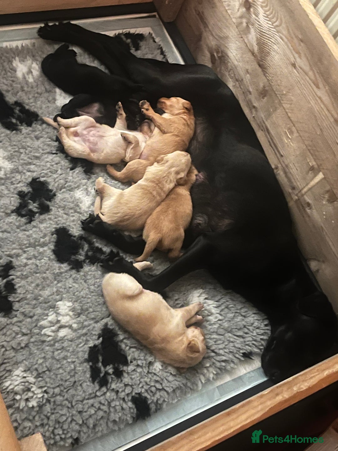 Labrador Retriever dogs for sale: Labrador Puppies - Advert 17