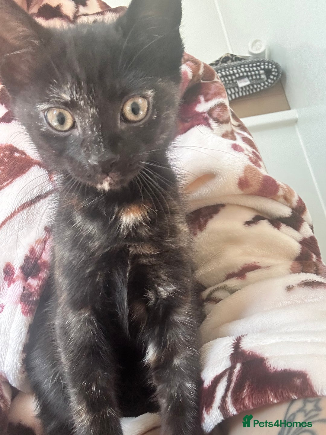 Mixed Breed cats for sale: 5 beautiful kittens ready for a new loving home  - Image 21