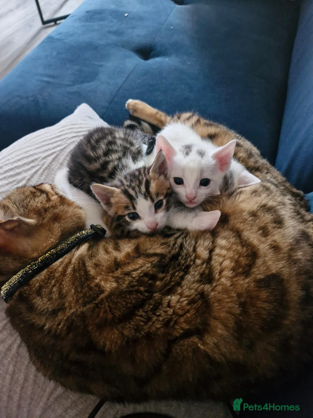 Mixed Breed cats for sale: 4 Kittens Looking For A New Home 13/05/2026 - Advert 2