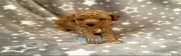 Schnoodle dogs for sale: Beautiful Schnoodle Pups - Advert 8