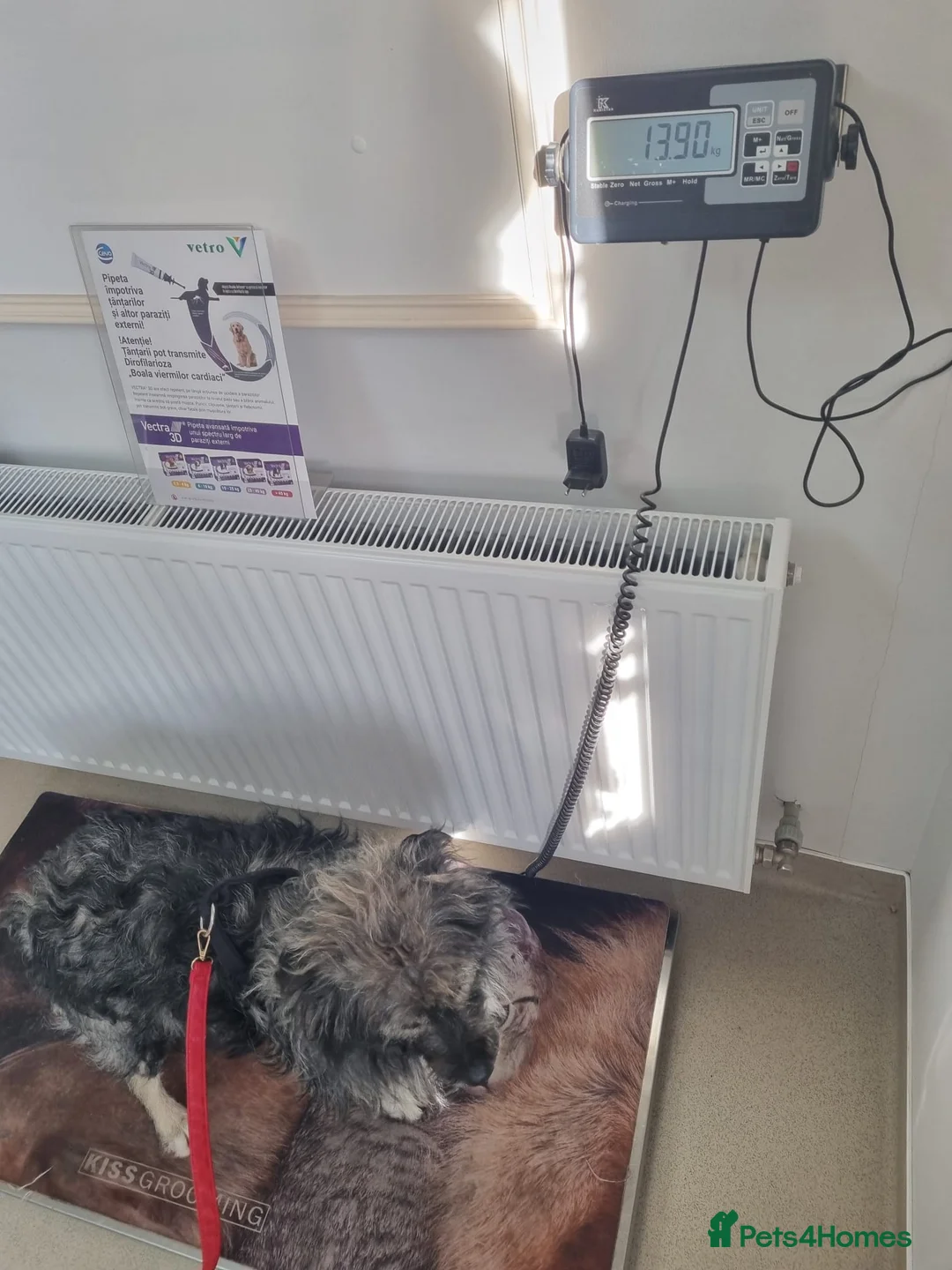 Mixed Breed dogs for sale: STORMY – s Superb young boy for a Loving Home - Advert 16