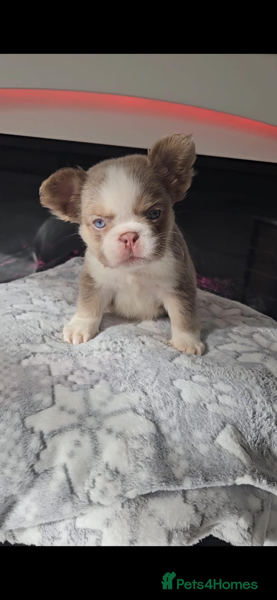 French Bulldog dogs Panda husky fluffy kc French bulldogs puppies - Advert 18