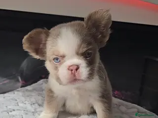 French Bulldog dogs Panda husky fluffy kc French bulldogs puppies - Advert 18