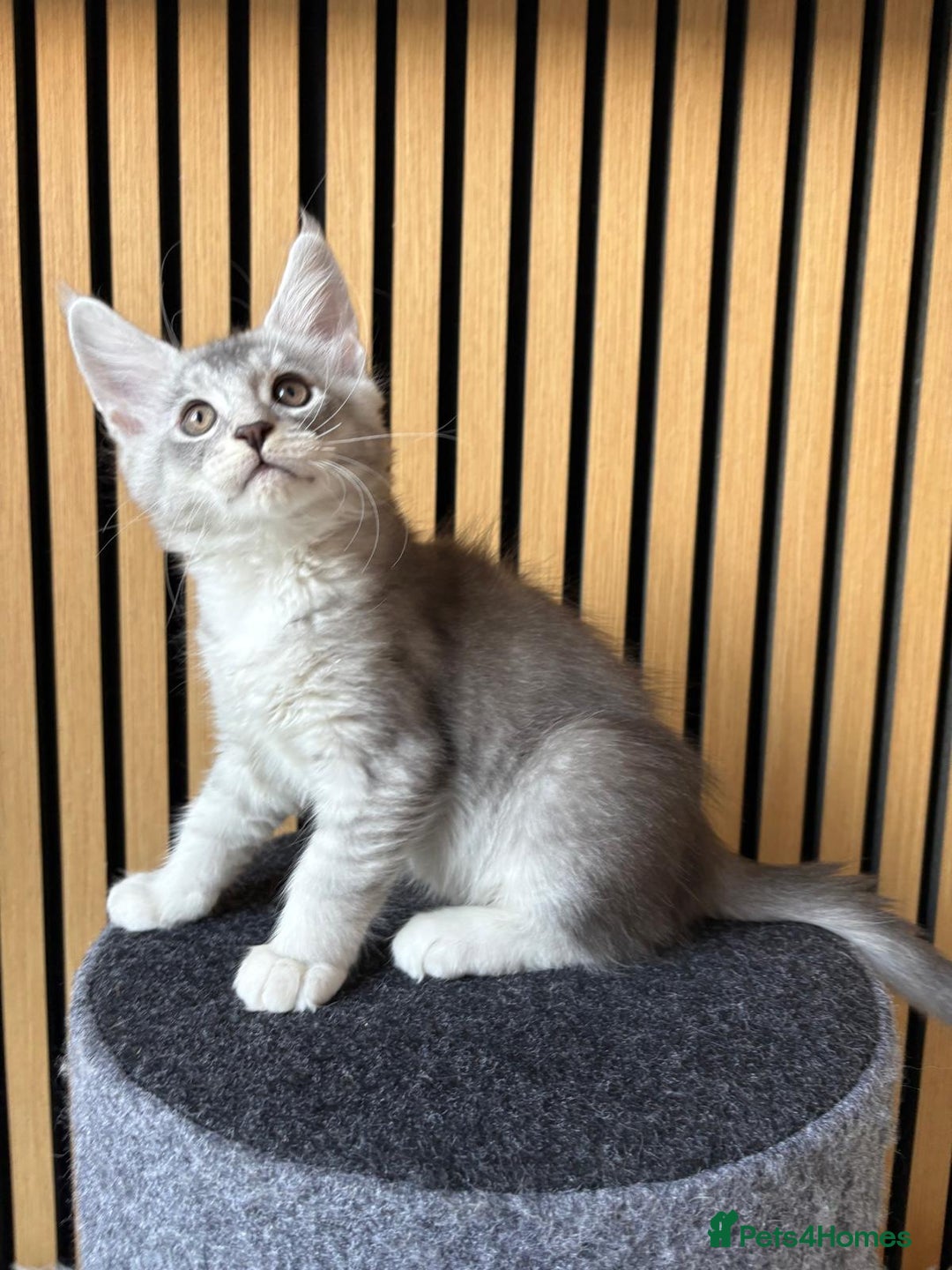 Maine Coon cats for sale: XL Maine Coon Kittens for Sale – TICA Reg - Advert 6