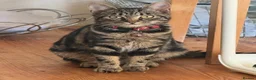 Mixed Breed cats for sale: 5 kittens available to be adopted  - Advert 1