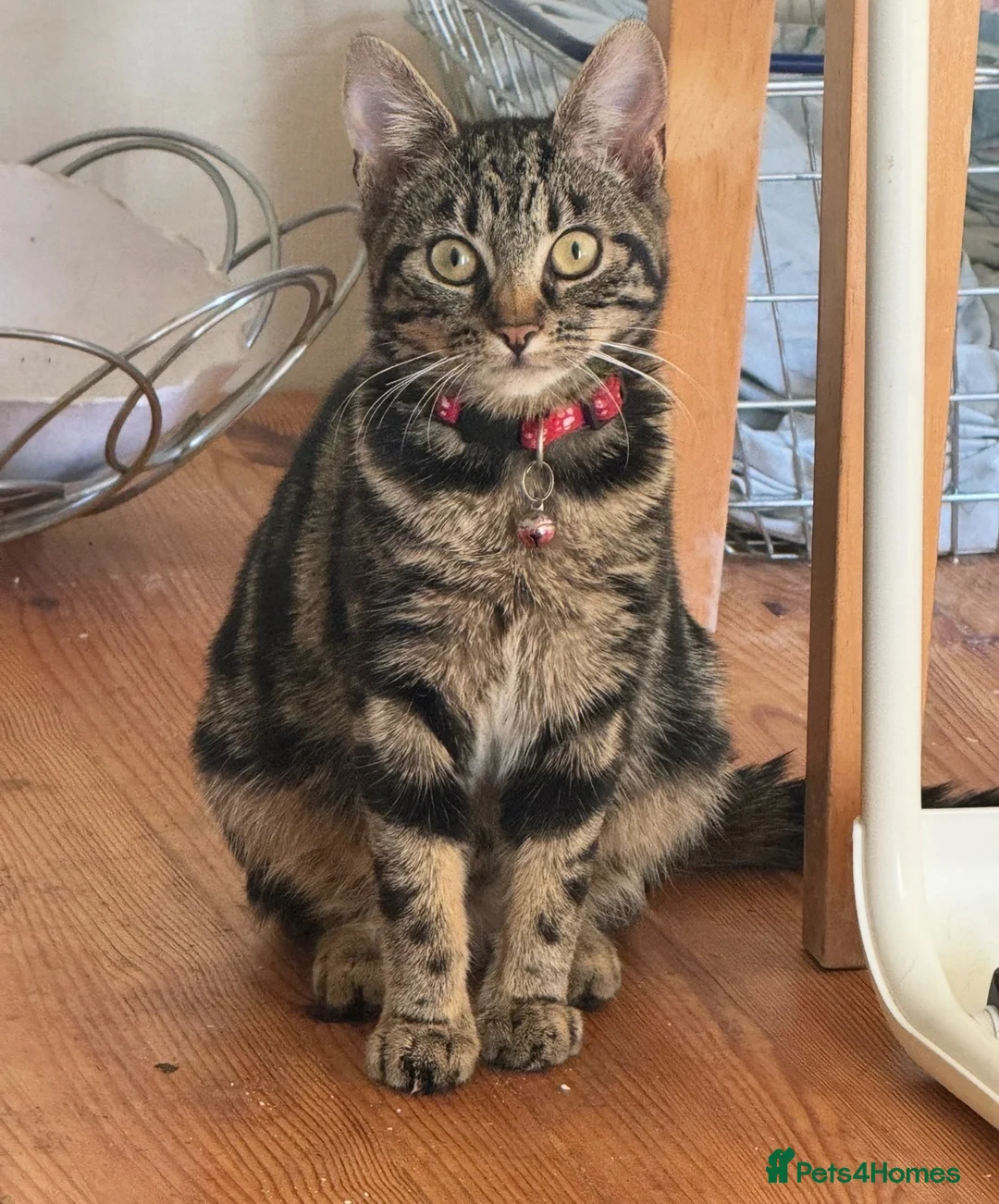 Mixed Breed cats for sale: 5 kittens available to be adopted  - Advert 1