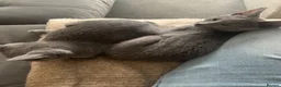 Russian Blue cats for sale: Championship and GCCF Russian blue kittens  - Advert 9