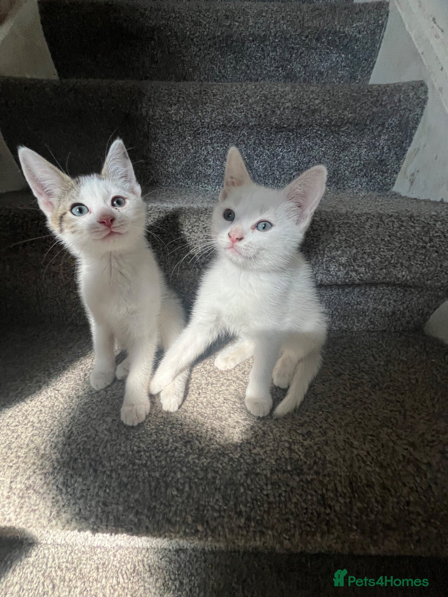 Mixed Breed cats 2 Half Ragdoll and tabby Boy kittens available - Advert 1