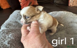 Chihuahua dogs for sale: Chihuahua long coat puppies 2 girls and 1 boy - Image 5