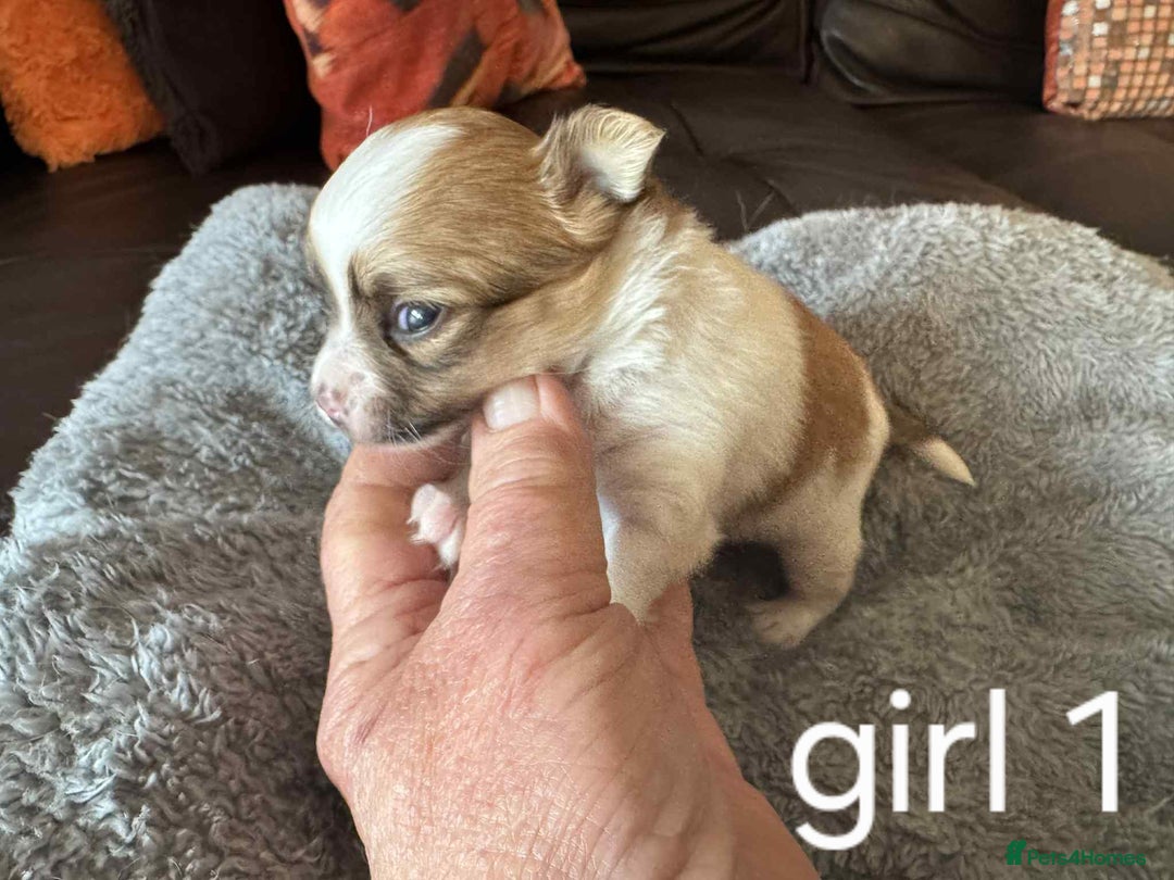 Chihuahua dogs for sale: Chihuahua long coat puppies 2 girls and 1 boy - Image 5