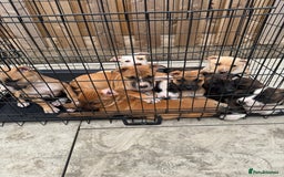 Mixed Breed dogs for sale: Bull Herder pups for sale  - Image 2
