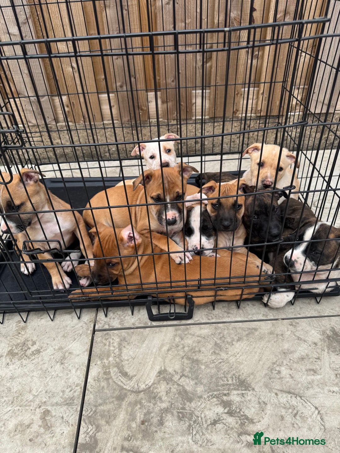 Mixed Breed dogs for sale: Bull Herder pups for sale  - Image 2