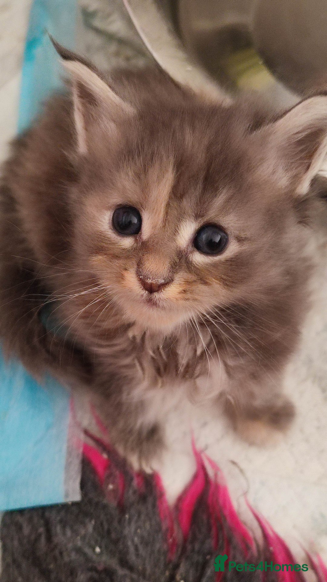 Maine Coon cats for sale: Fully health tested and Tica registered  in Great Missenden - Image 24