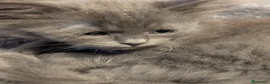 Siberian 2