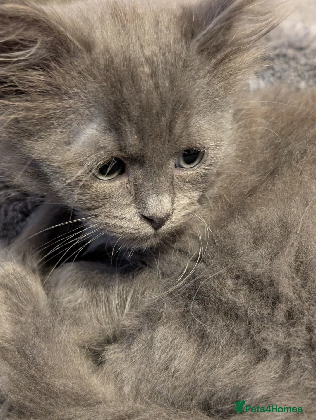 Siberian cats for sale: Siberian boy - Advert 2
