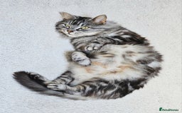 Mixed Breed cats for sale: Mixed breed kitten - Image 6