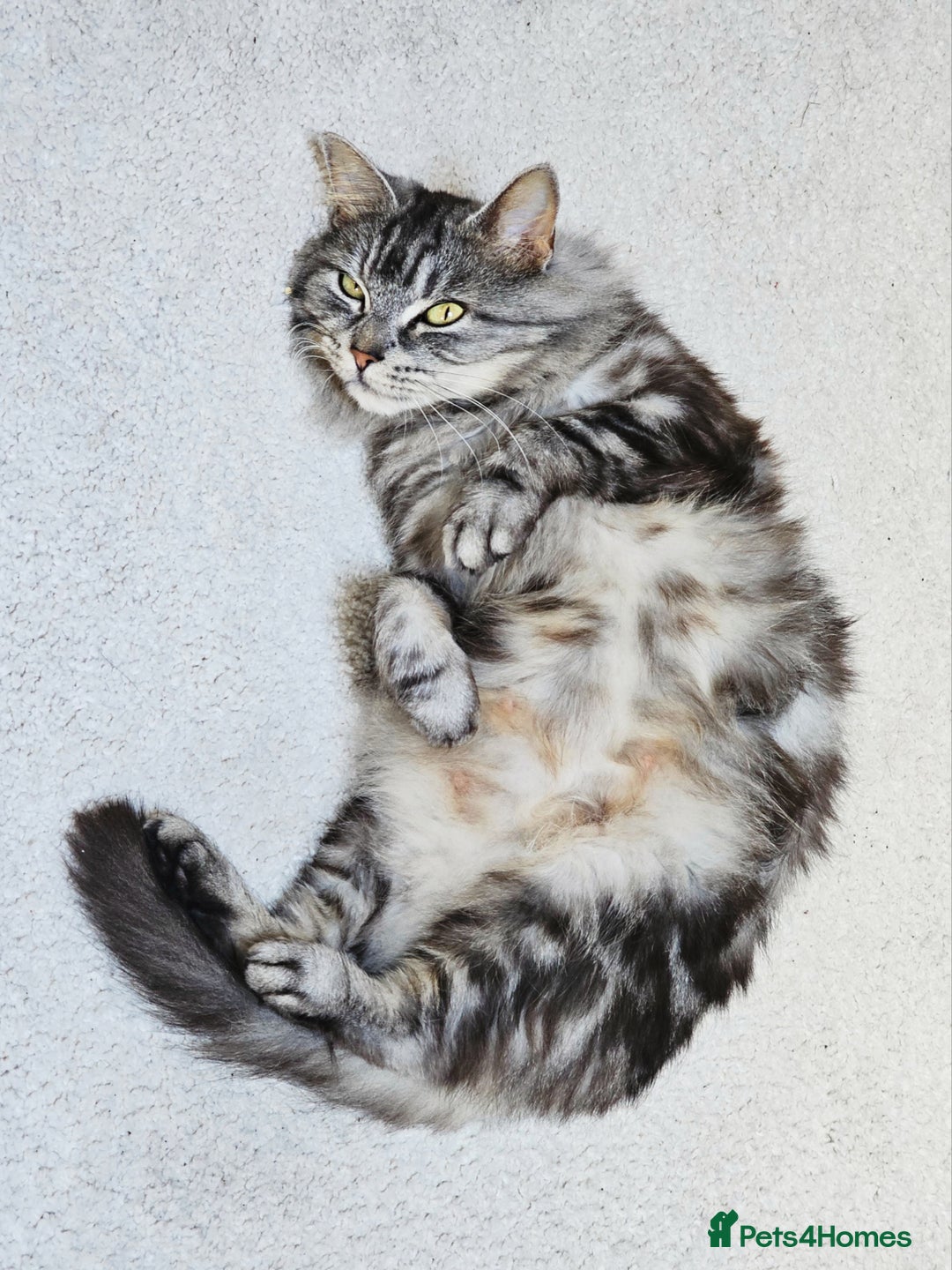 Mixed Breed cats for sale: Mixed breed kitten - Image 6