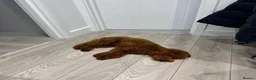 Miniature Poodle dogs for stud: TEDDY – PROVEN RED MINIATURE POODLE STUD - Advert 8