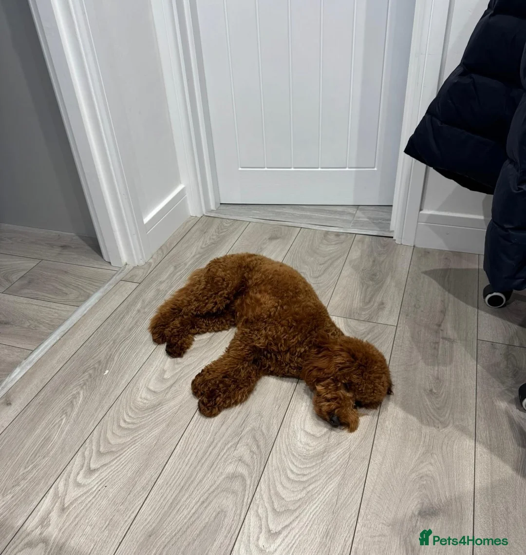 Miniature Poodle dogs for stud: TEDDY – PROVEN RED MINIATURE POODLE STUD - Advert 4