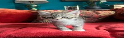Pixie Bob cats for sale: Pixie Bob kittens - Polydactyl and non polydactyl - Advert 5