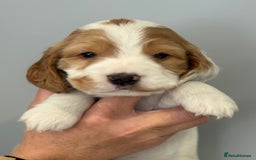 Cocker Spaniel dogs for sale: Show Type Cocker Spaniels - Image 7