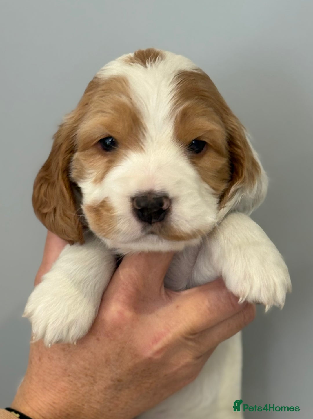 Cocker Spaniel dogs for sale: Show Type Cocker Spaniels - Image 7