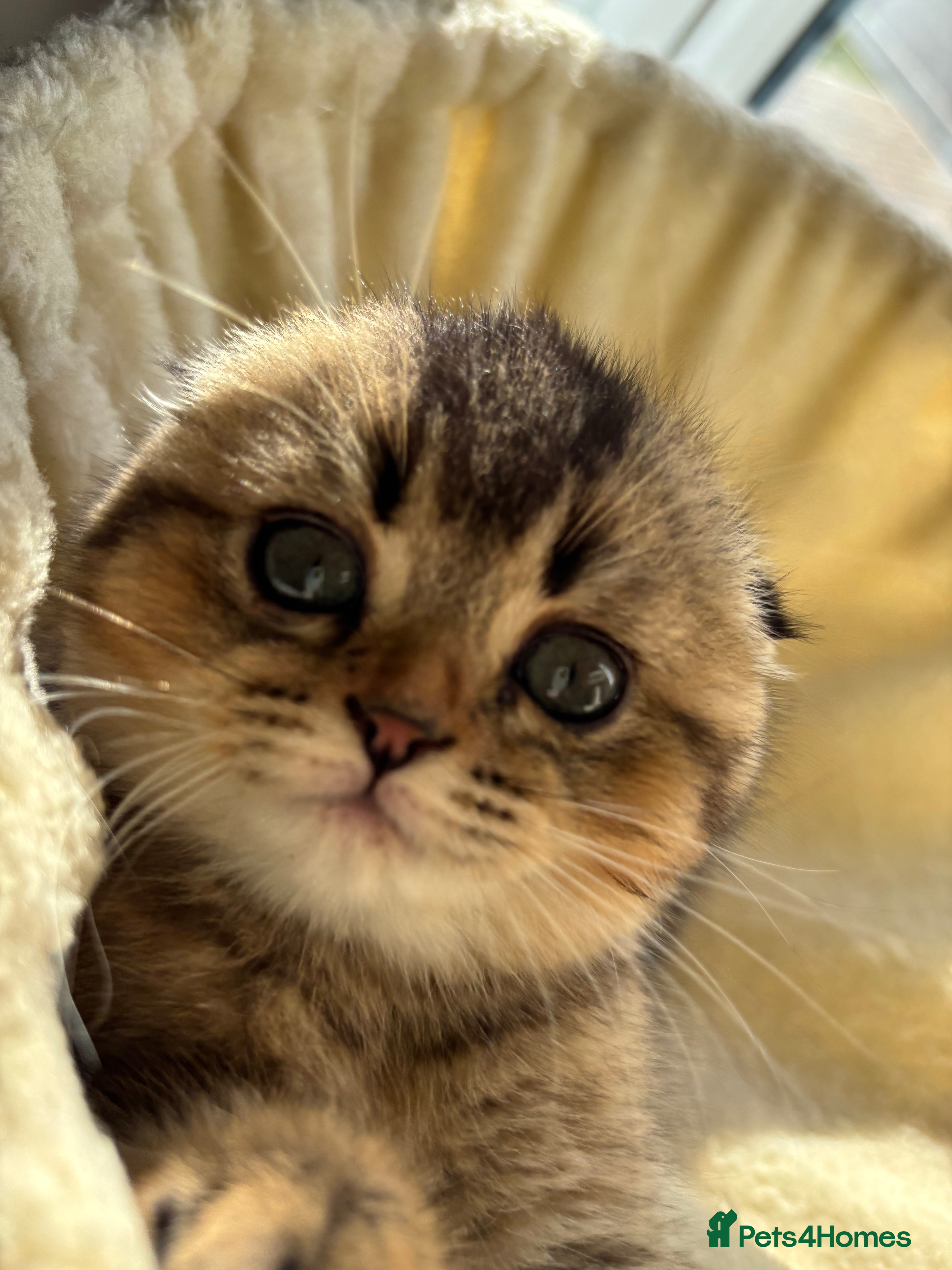 Scottish Fold cats Scottish Fold & Straight kittens  - Advert 11