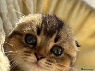 Scottish Fold cats Scottish Fold & Straight kittens - Advert 11