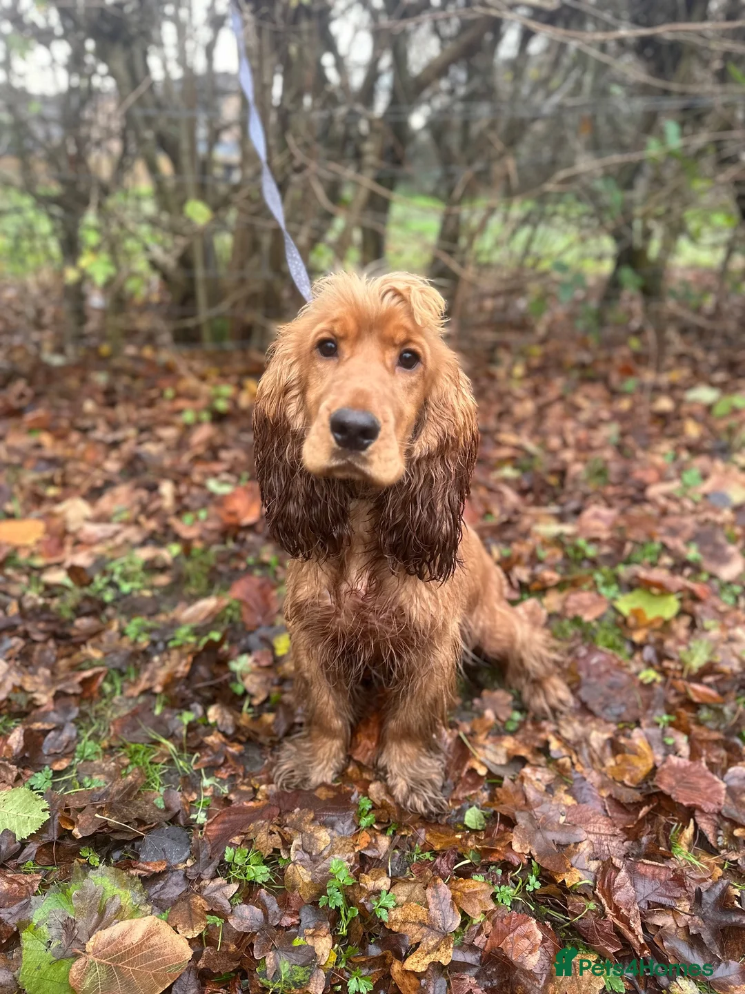 Cocker Spaniel dogs for stud: Dougie for stud - Advert 2