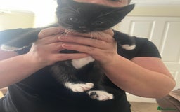 Mixed Breed cats for sale: 5 kittens ready to leave today  - Image 7