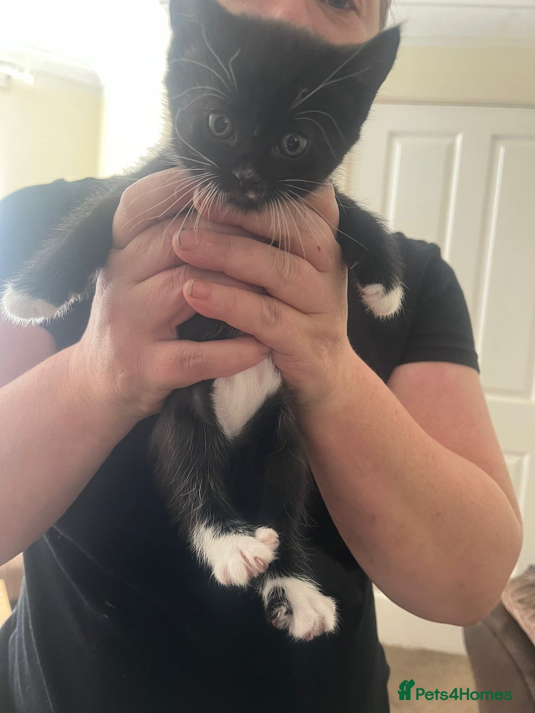 Mixed Breed cats for sale: 5 kittens ready to leave today  - Image 7