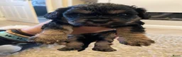 Cavachon dogs for sale: F1B Cavachon Puppies - Advert 5