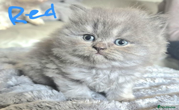 Maine Coon cats - Advert 2