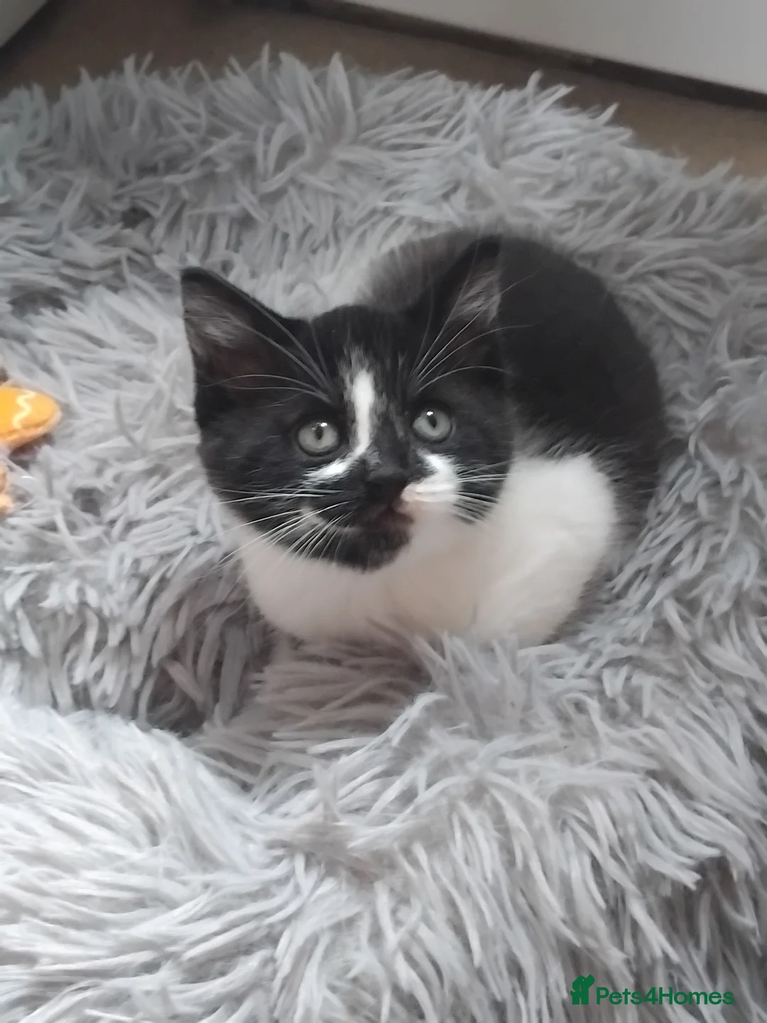 Mixed Breed cats for sale: Gorgeous Bengal x kittens for sale. - Advert 2