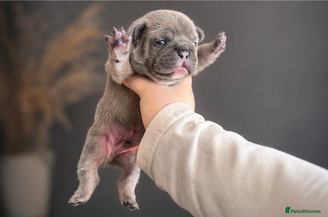 French Bulldog dogs ⭐️Health cleared KC registered French Bulldogs⭐️ - Advert 2