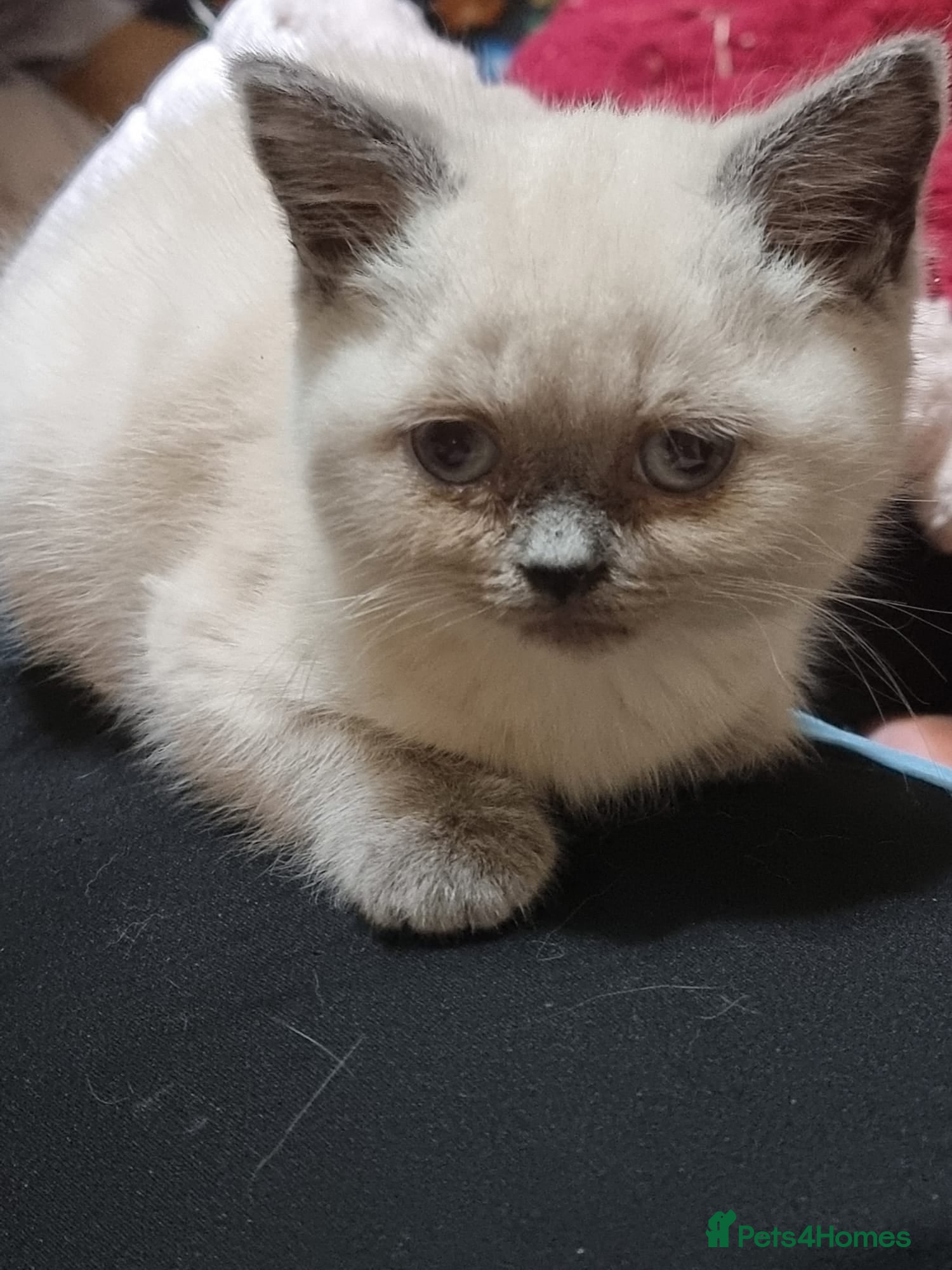 British Shorthair cats British shorthair kittens - Advert 6