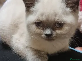 British Shorthair cats British shorthair kittens - Advert 9