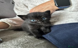 Domestic Shorthair cats for sale: 6 beautiful kittens available  - Image 8