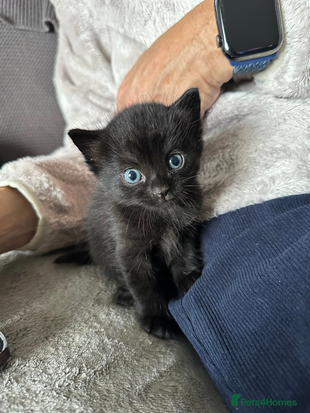 Domestic Shorthair cats for sale: 6 beautiful kittens available  - Image 8
