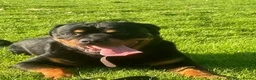 Rottweiler dogs for sale: Loving male Rottweiler Dougie  in Minehead - Advert 6