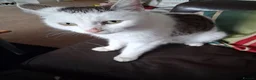 Mixed Breed cats for sale: 3 boys for sale in Merthyr Tydfil - Advert 7