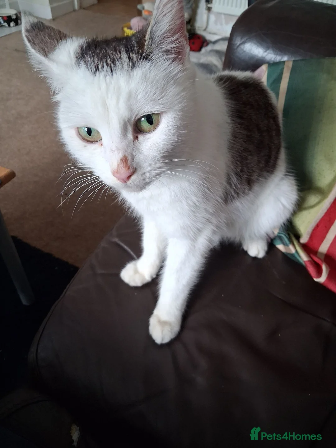 Mixed Breed cats for sale: 3 boys for sale in Merthyr Tydfil - Advert 7
