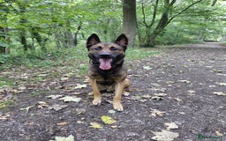 Belgian Shepherd Dog dogs for sale: 3 beautiful belgain mali  - Image 2