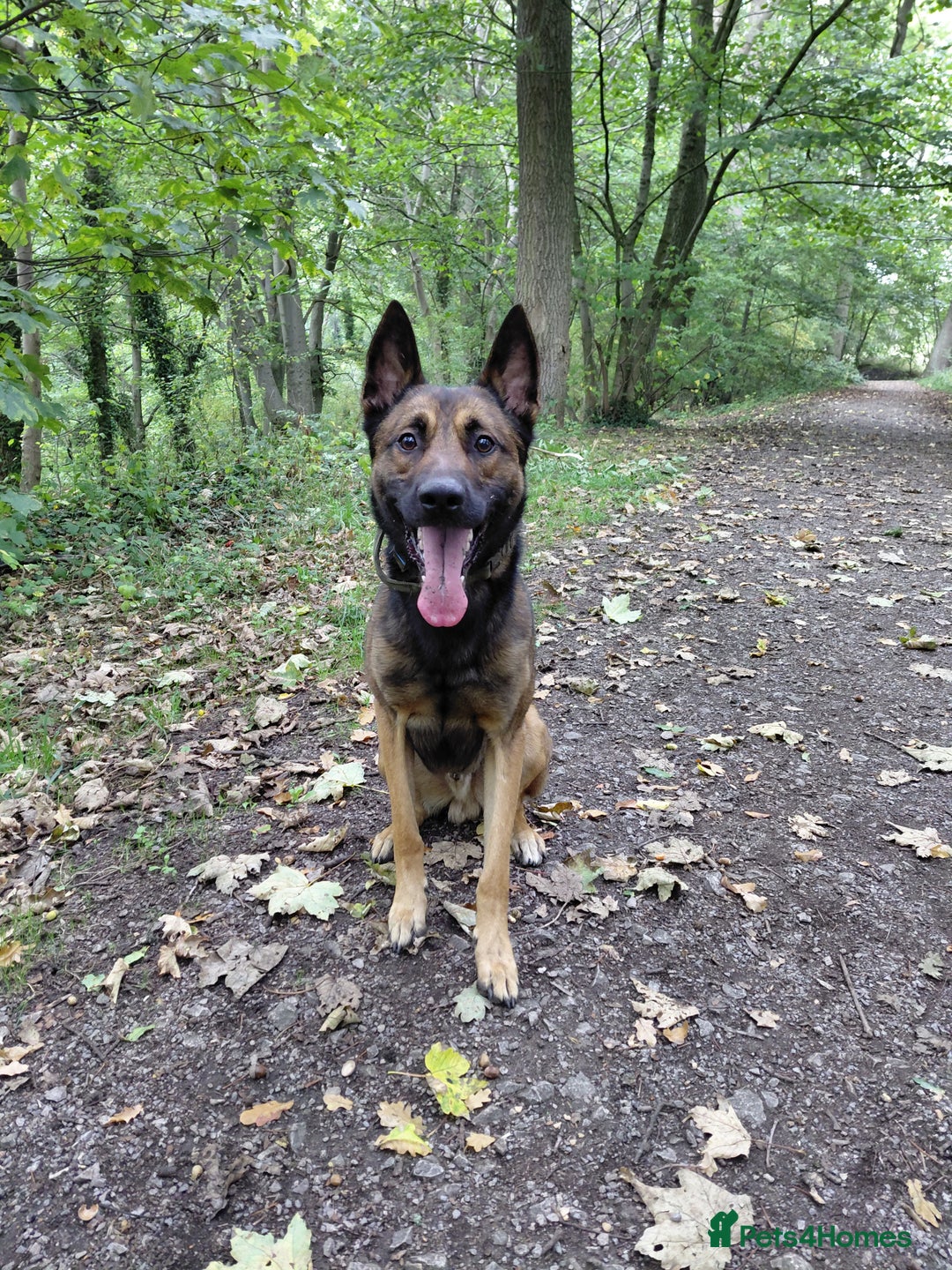 Belgian Shepherd Dog dogs for sale: 3 beautiful belgain mali  - Image 2