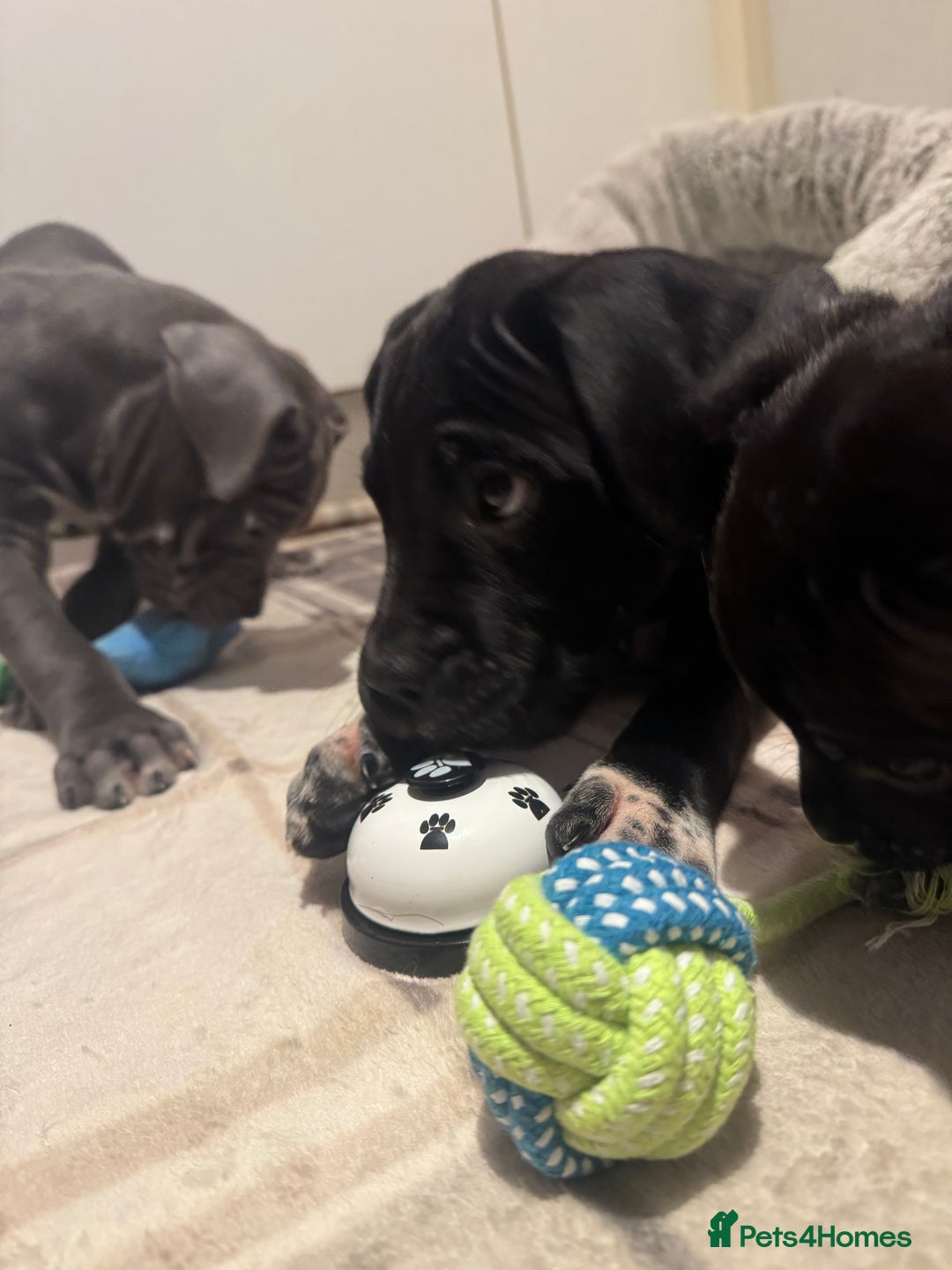 Cane Corso dogs for sale: Cane corso puppy’s  - Advert 11